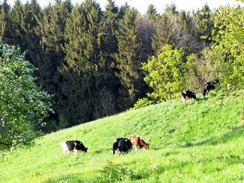 Our cows on pasture